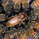 Illustration for article titled If Cars were Insects